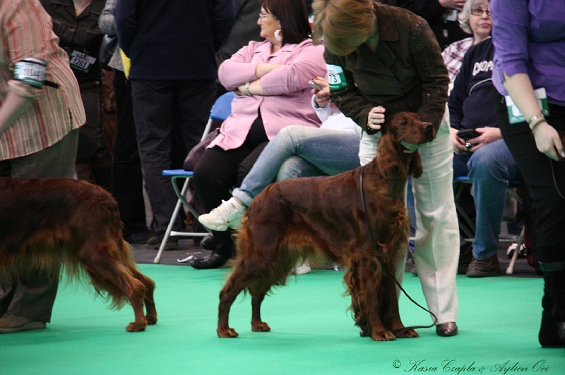 Crufts2011 369.jpg